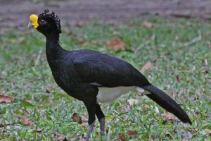 Wszystko o bird big cleax Wszystko o bird big cleax